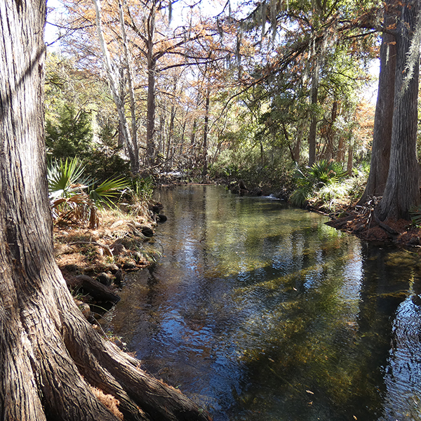 Creek, Cypress, Dwarf Palmetto