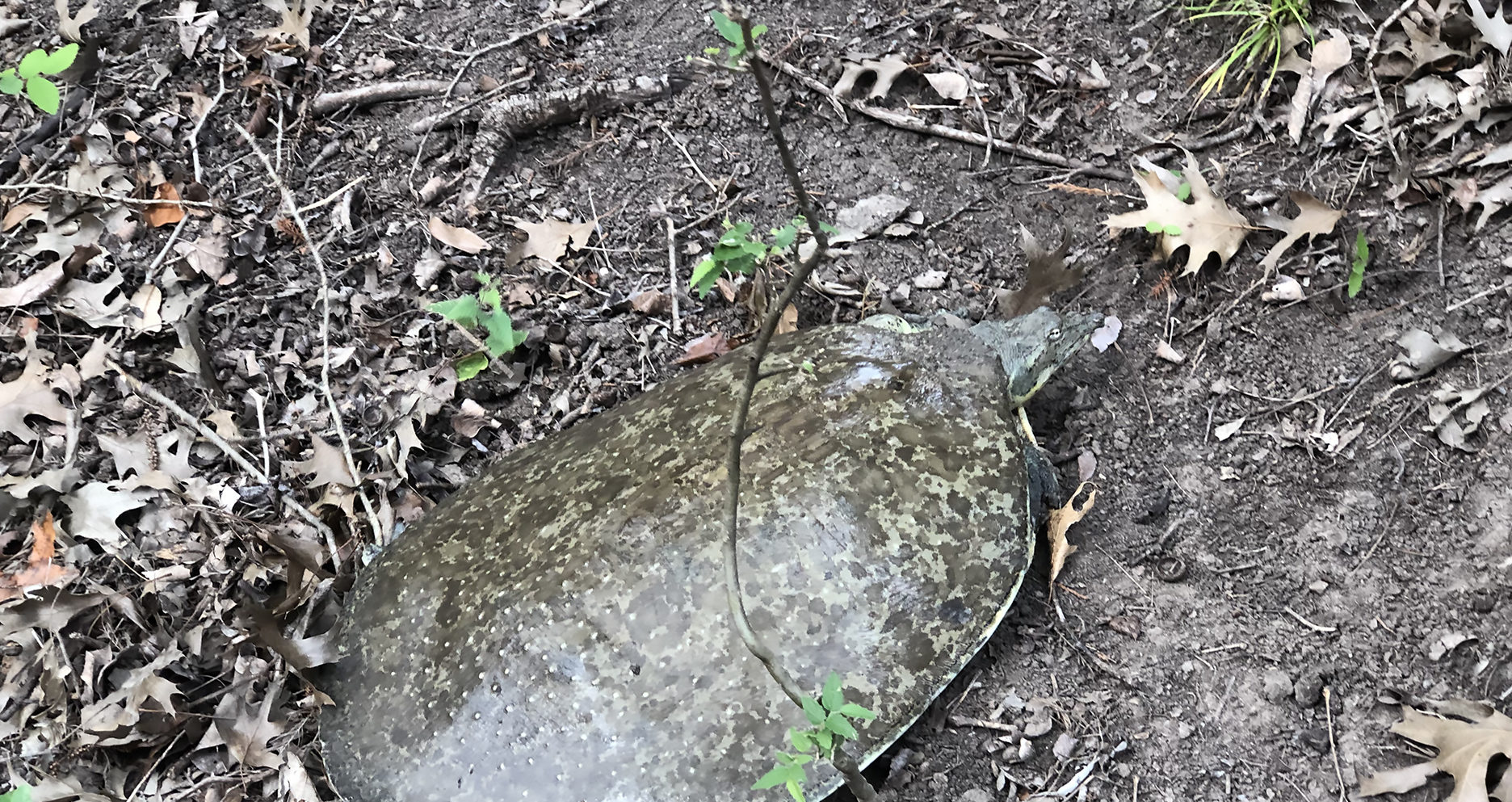 Soft-Shelled Turtle