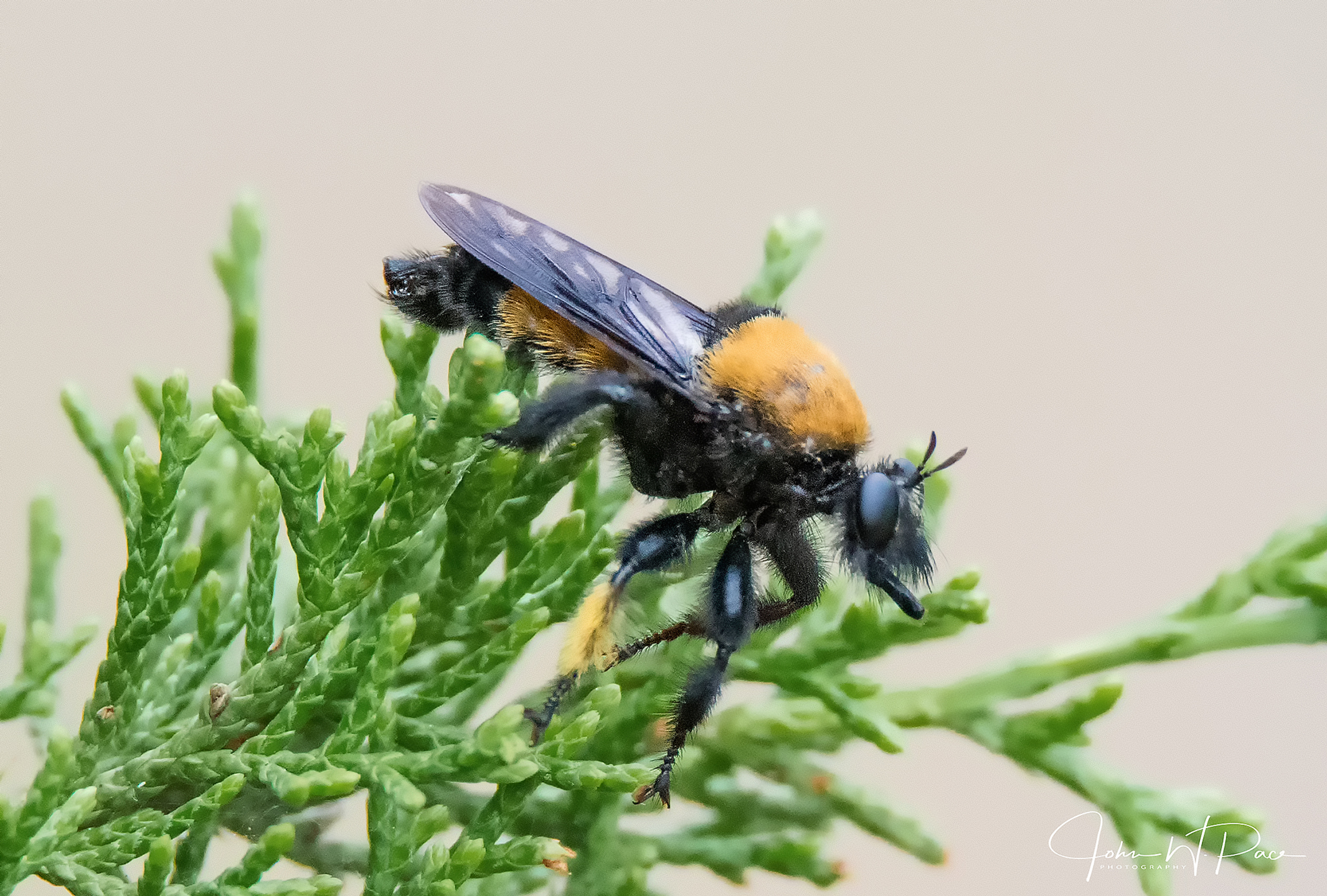 Wasp on Ashe juniper